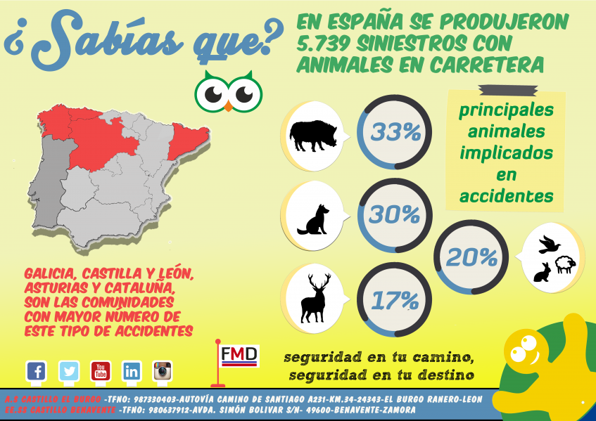 accidentes animales infografía